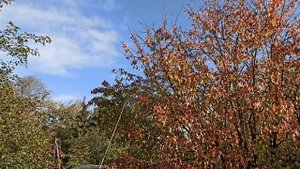 Обработка высоких деревьев. Удобна ли длинная штанга?