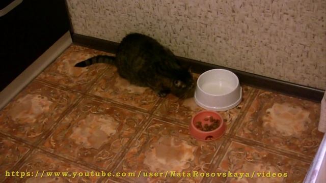 НАШ ПЕЛЬМЕНЬ (Cat) смотреть онлайн