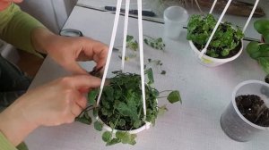 Кампанула укоренение