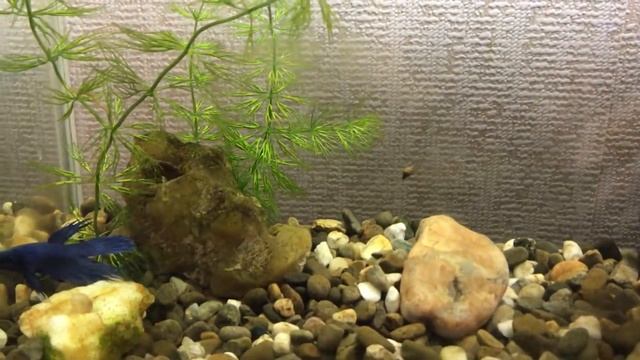 Мой аквариум на 10 литров / 26 мая смотреть онлайн