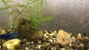 Мой аквариум на 10 литров / 26 мая