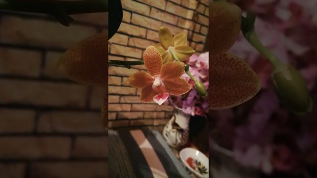 Цветущие орхидеи июнь 2019.цветение сказки, мастер писа и др. смотреть онлайн