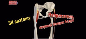 Напрягатель широкой фасции бедра. 3d anatomy