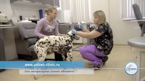 Как почистить уши собаке