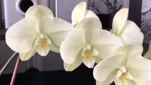 Обзор фаленопсиса Яра Брайт🌸
