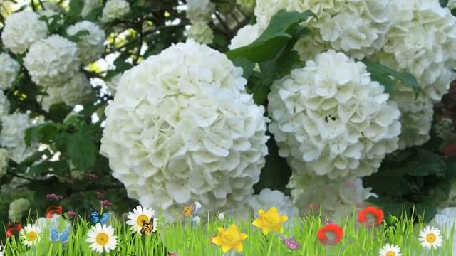 Калина обыкновенная Бульденеж ? Обзор: посадка и уход. крупномеры калины: описание и особенности смотреть онлайн