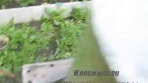 Делаю костную муку
