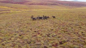 Дикие олени в естественной среде