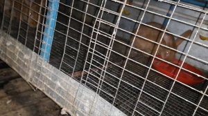 Продаю бургундских кроликов!