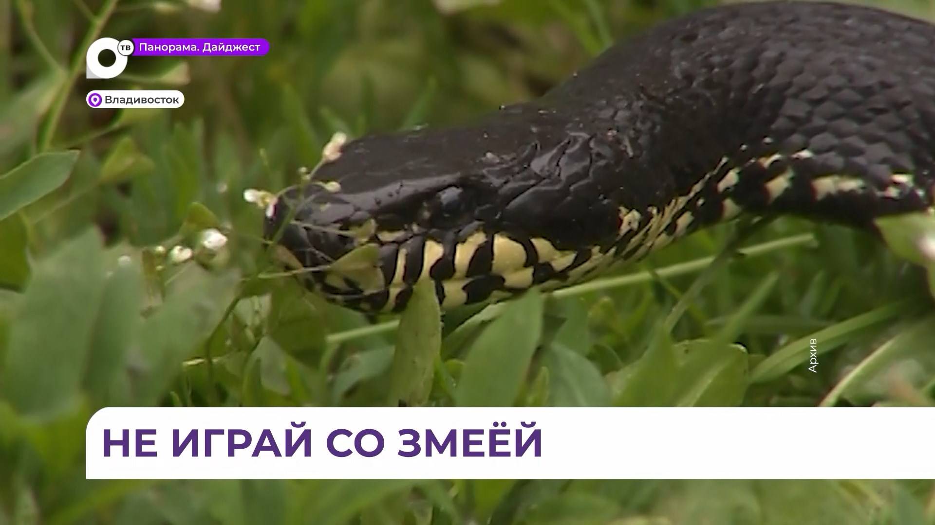 Змеи приморья