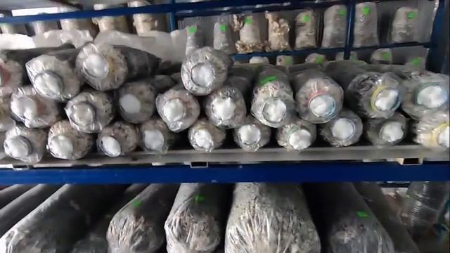 Продажа грибных блоков. Вешенка дома смотреть онлайн