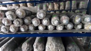 Продажа грибных блоков. Вешенка дома