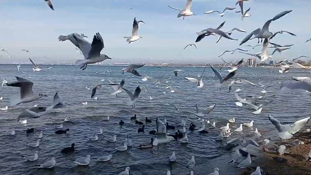 #Анапа Море Чайки смотреть онлайн