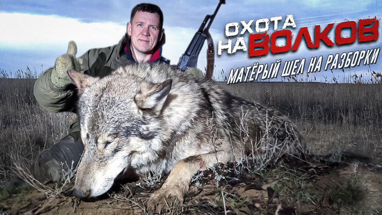 охота на волка.МАТЕРЫЙ ШЕЛ НА РАЗБОРКИ.wolf hunting.wolfsjagd смотреть онлайн