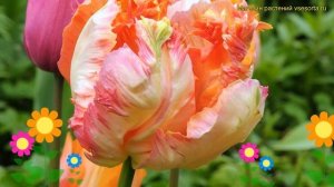 Тюльпан попугайный Эприкот Пэррот. Краткий обзор, описание характеристик tulipa Apricot Parrot