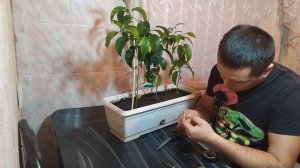 Как привить мандарины / Лимоны / Апельсины / Цитрусовые?