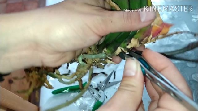 Подробная Реанимация и пересадка орхидеи. Как правильно зачистить и пересадить орхидею. смотреть онлайн