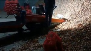 Крот подборщик картофеля из навала (видео)