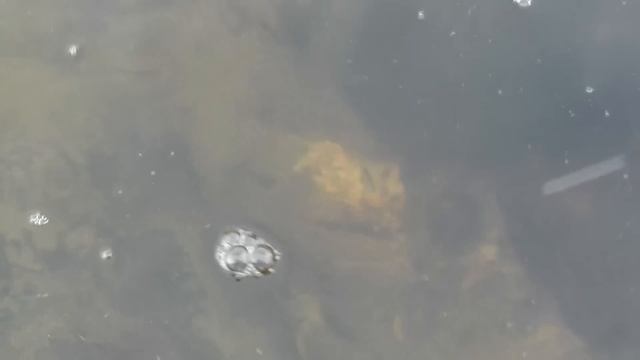 Архив испытания Эжектор нижний "Дипсис"-4" смотреть онлайн