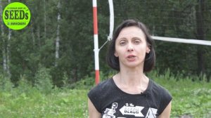 Газонная трава Спортивный газон