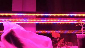 Как выглядит светодиодная подсветка для рассады, сравнение.