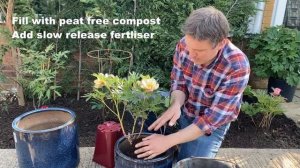 Growing Successful peonies - Planting in Containers.  Primrose Hall Peonies