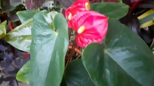 anthurium plant क्या करें,क्या न करें??बेस्ट indoor flowering plant