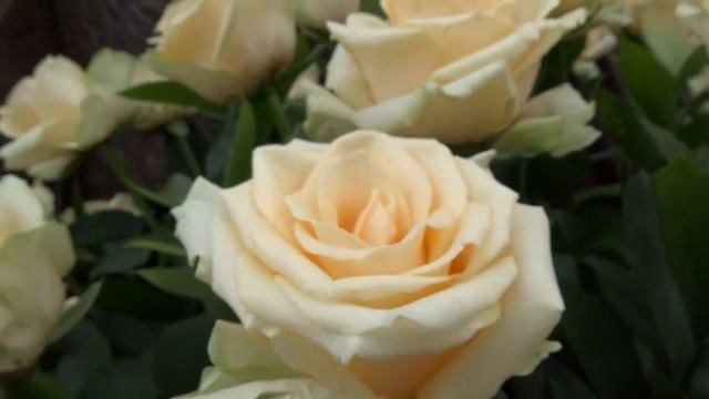 День Петра и Февронии Муромских в 2014 году!!! смотреть онлайн