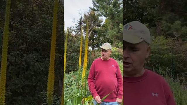 Kniphofia multiflora