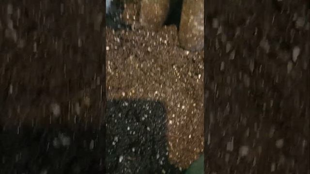 Бегония Грифон. Перевалка. Грунт для бегонии. смотреть онлайн