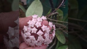 DIFFERENT VARIETIES OF HOYA /CARE TIPS