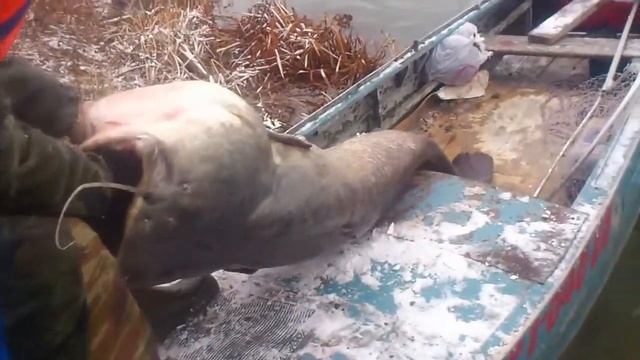 Гигантский сом которого мы поймали! смотреть онлайн