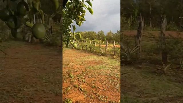 Passion fruit #shorts #farmer #fruit #farm