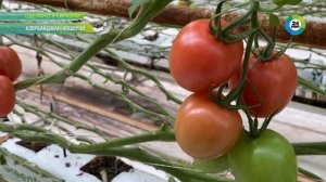 Ферма с летающими сотрудниками: как выращивают помидоры в Азербайджане