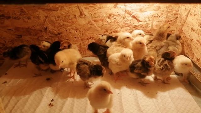 сколько цыплят вылупились из краснодарского яйца смотреть онлайн