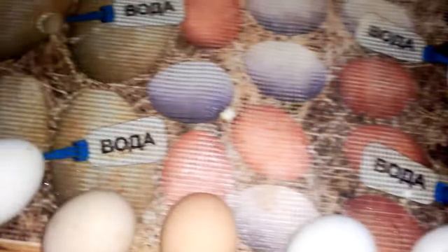 Инкубация куриных яиц, 19 сутки. смотреть онлайн