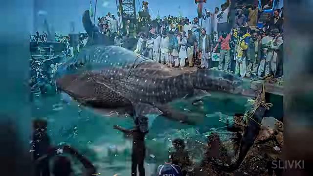 Самый большой жевотные на планете