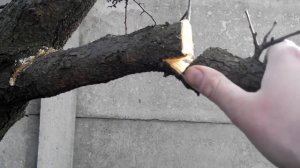 Техника правильной обрезки скелетных веток.