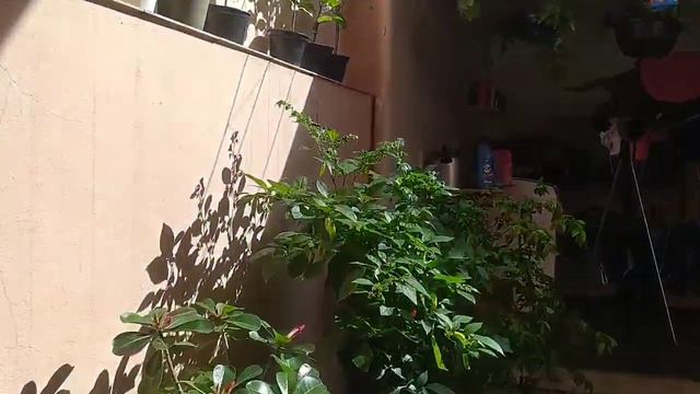 COMO FAZER JARDIM VERTICAL!! Cultivando minhas plantinhas no quintal de casa!! смотреть онлайн