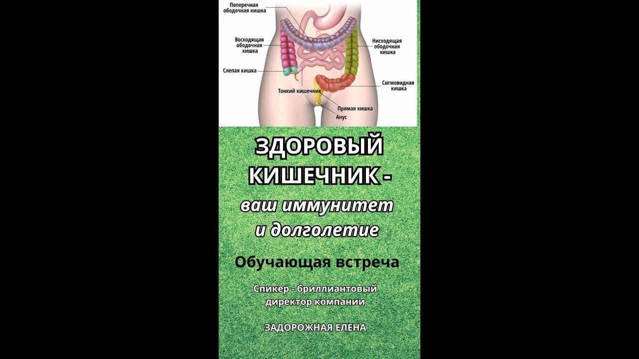 ЗДОРОВЫЙ КИШЕЧНИК - ваш иммунитет и долголетие