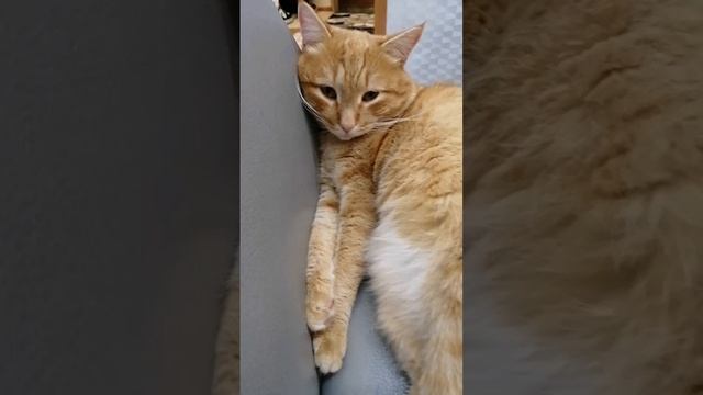 Милый рыжий котик, которому этот мир абсолютно понятен)
