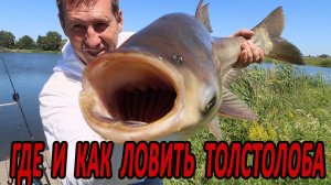 ГДЕ и КАК ловить ТОЛСТОЛОБИКА.