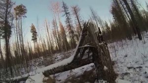 Охота на медведя с Западно-Сибирской лайкой