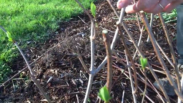 Pruning Hydrangea paniculata смотреть онлайн