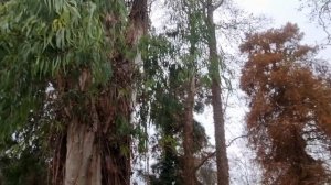 Абхазия. Коротко о том, как выглядит Нижняя Эшера в январе. Поездка к морю - эшерский берег.