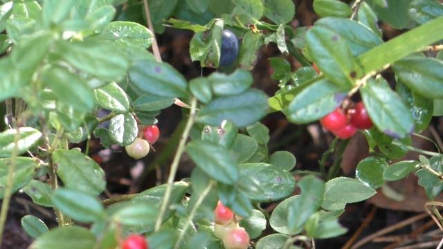 Брусника-ягода лесная( прогулка) смотреть онлайн