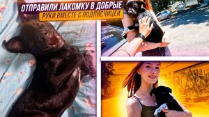 Лакомка обрела дом. Отправляем в Москву. Встреча с подписчицей.