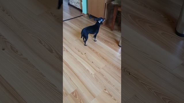 ТОЙ ТЕРЬЕР прячет вкусняшку смотреть онлайн