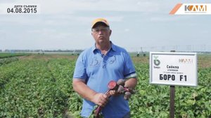 Свекла Боро F1. Характеристики гибрида