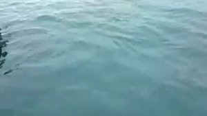 Апука
